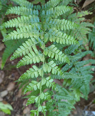 粗毛鱗蓋蕨 Microlepia strigosa